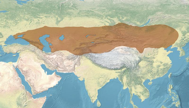 File:Mıoturukegua shıko.png